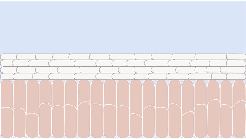 skin barrier bare minerals