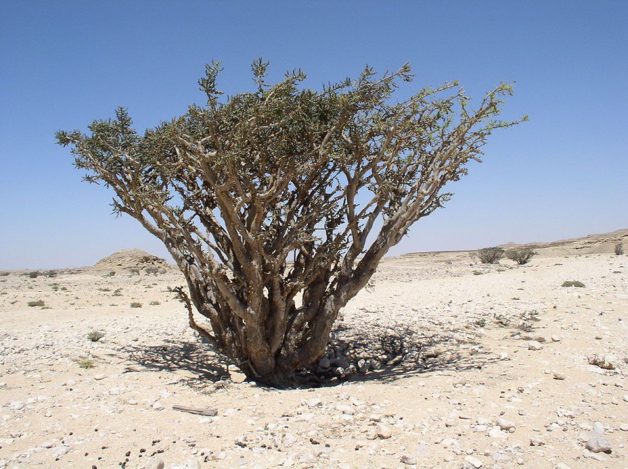 boswellia.jpg