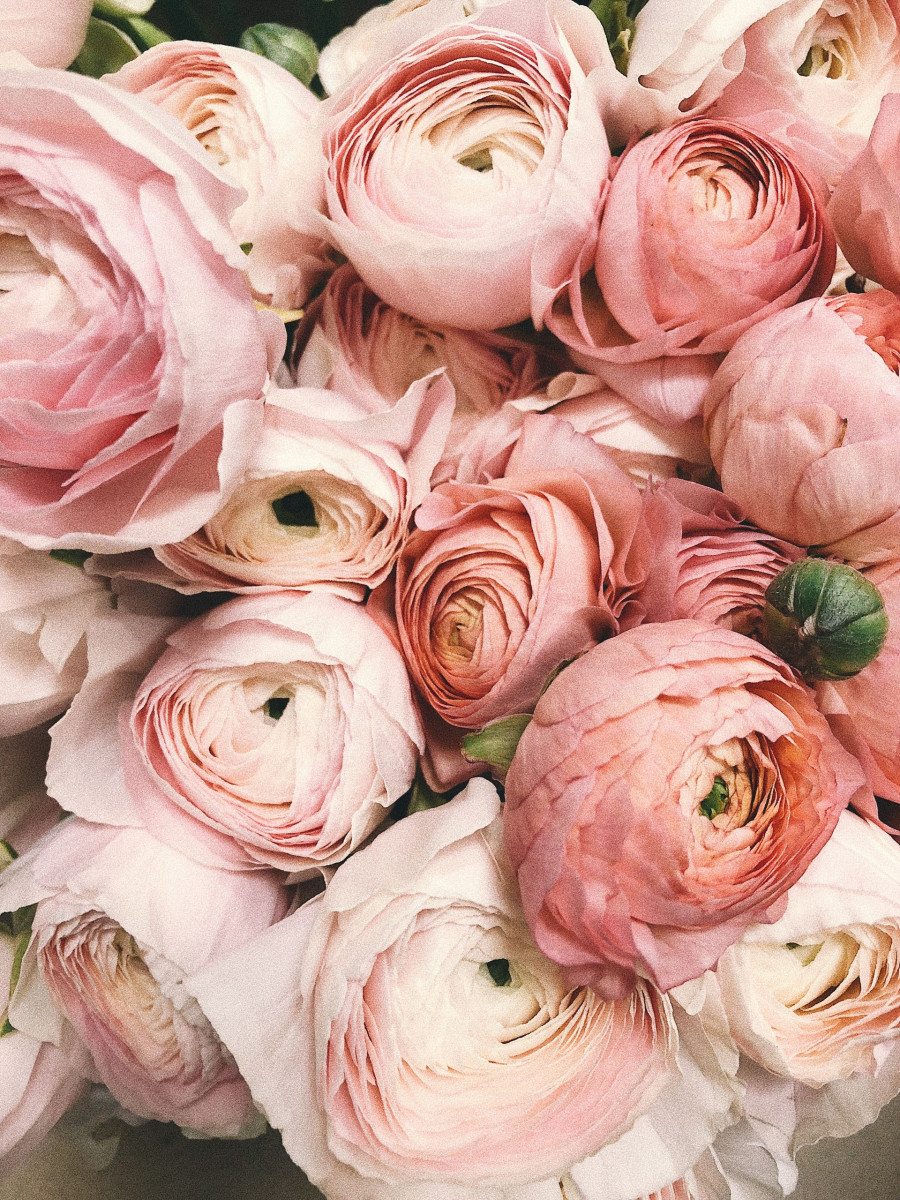 peonies2.jpg