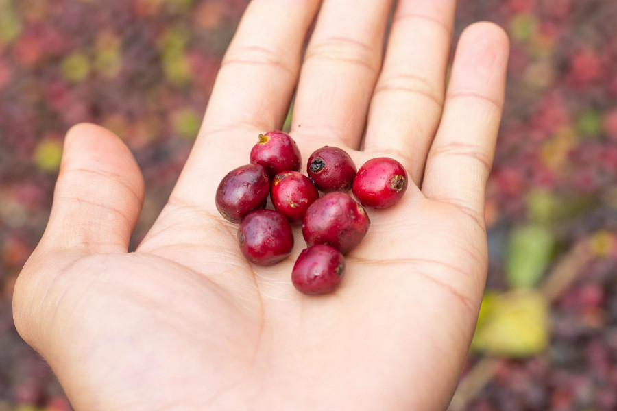 cranberries2.jpg