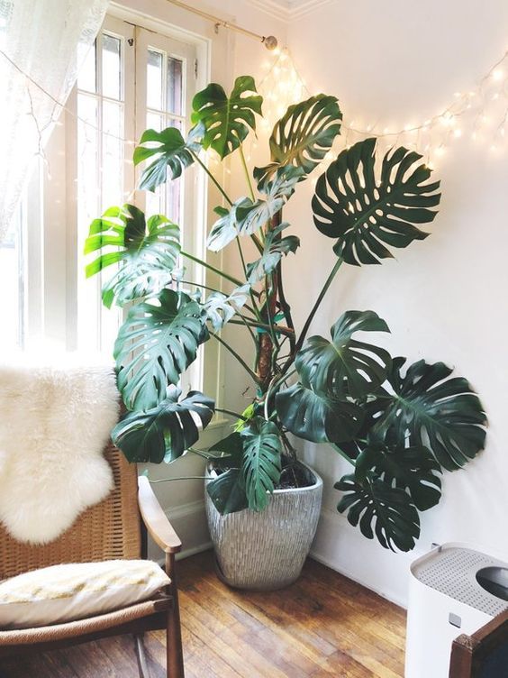 monstera.jpg