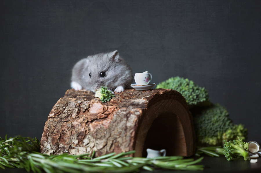 hamster2.jpg