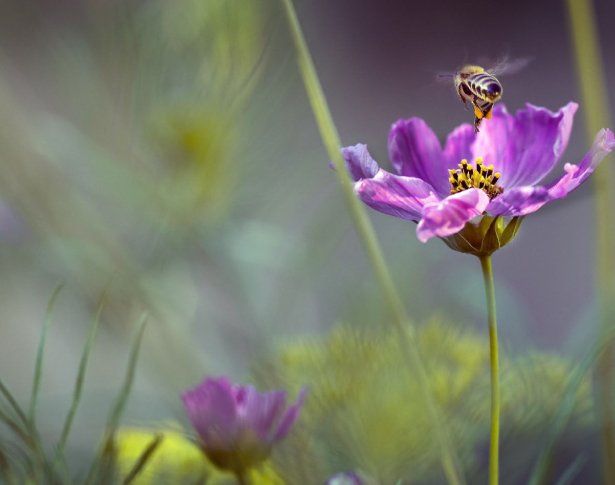615x485px-OurOriginsVision-OurMission-1-Desktop.jpg