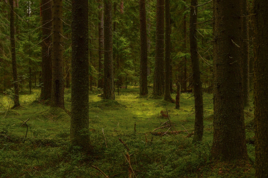 cedar-forest.jpg