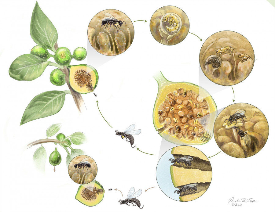Fig Wasp Symbiotic Relationship Infographic