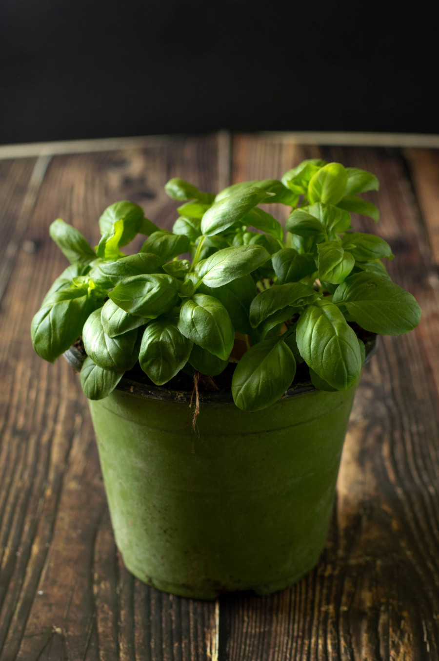 BASIL.jpg