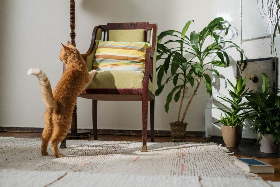 dysarestes_osmes_gata.jpg