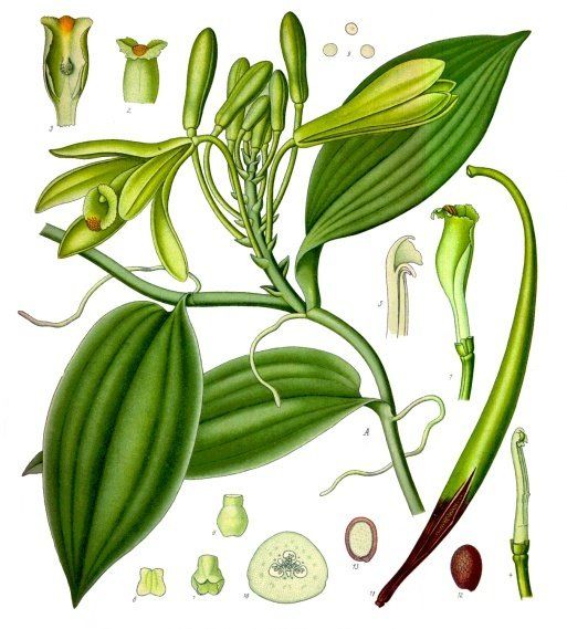 plant.jpeg